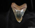 Colorful Inch Megalodon Tooth #93-2